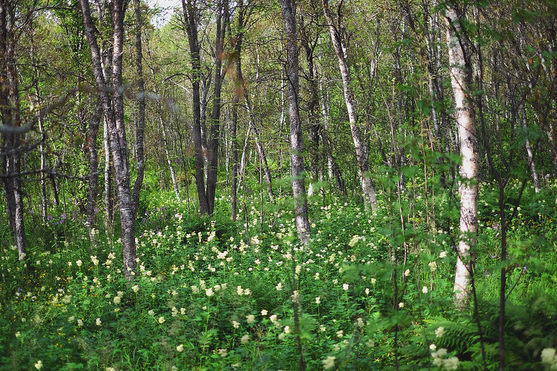 20446785220_6b2bb953bb_c