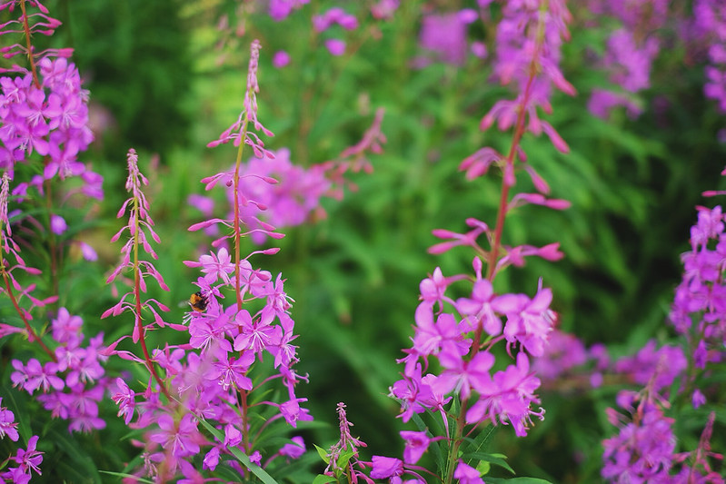 20608533606_413247c580_c