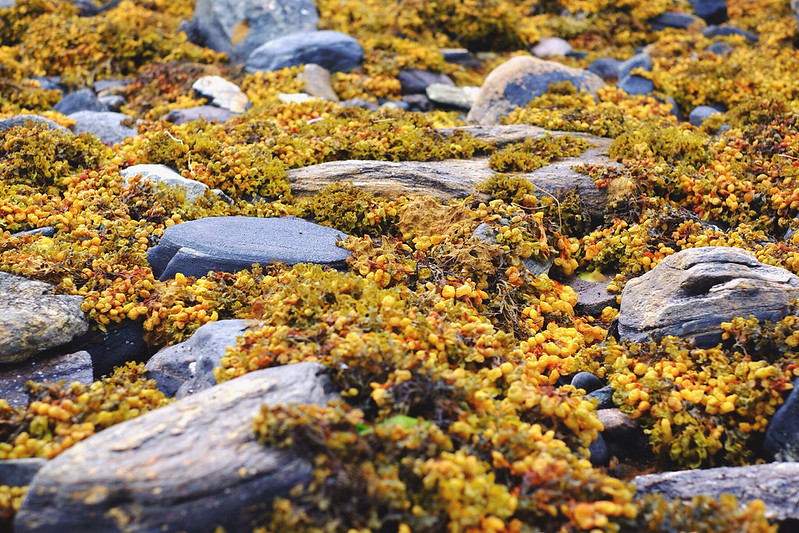 20634777565_741e6664b0_c