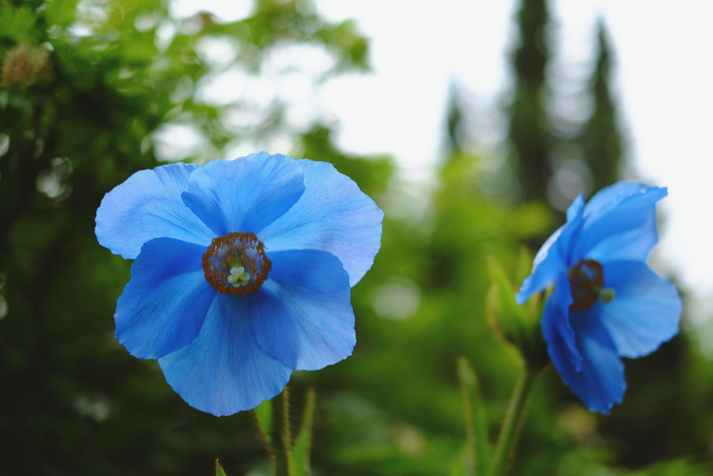 27363444694_0216267e72_b