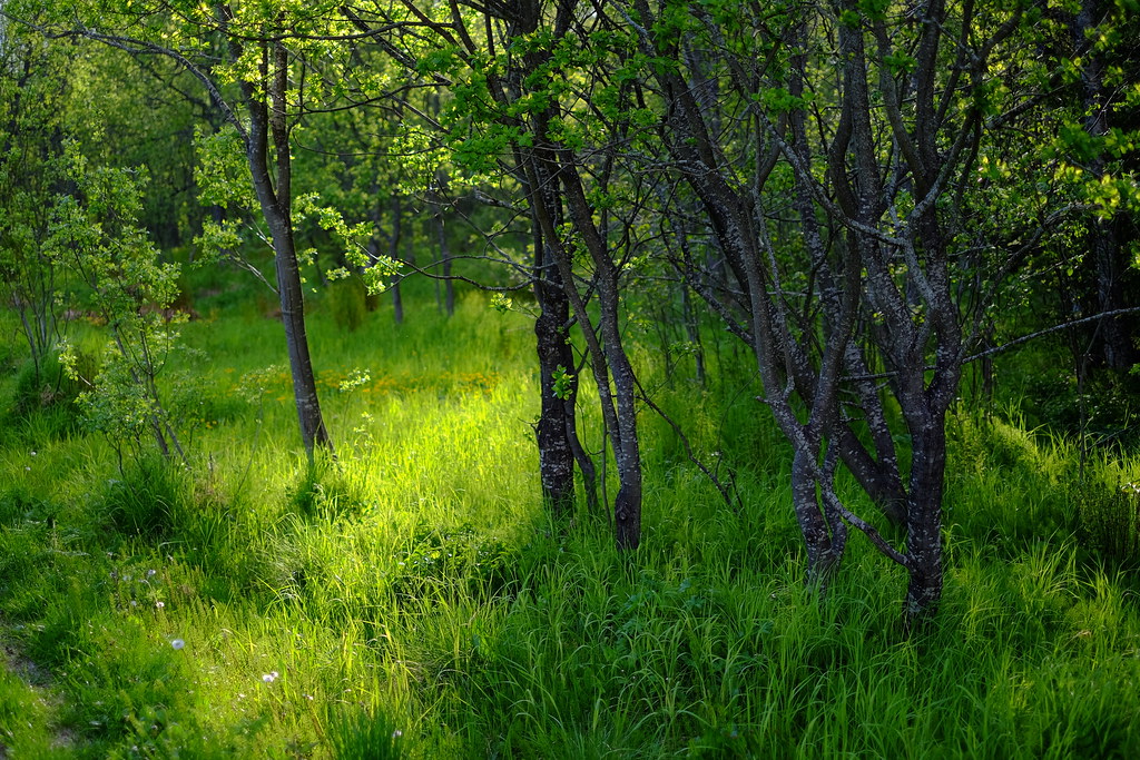 27867814401_408965625e_b