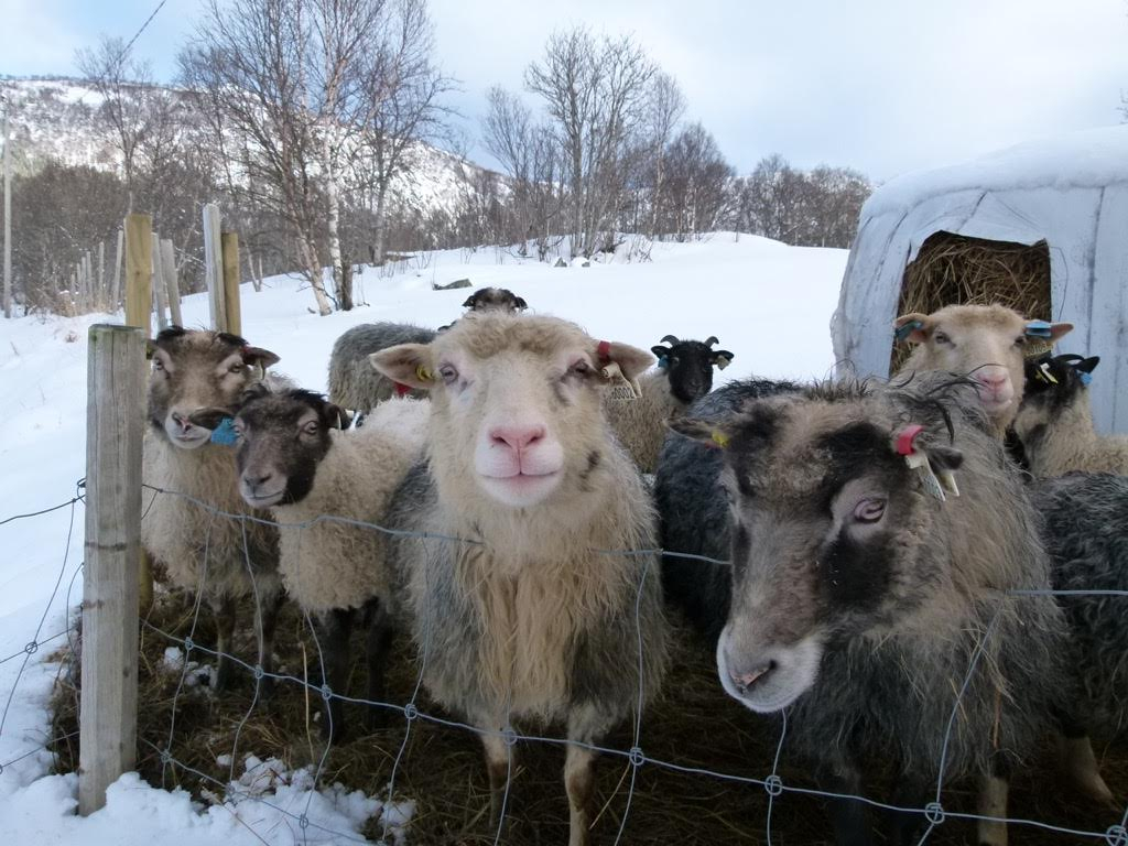 160c44ae2df7b497-villsau1