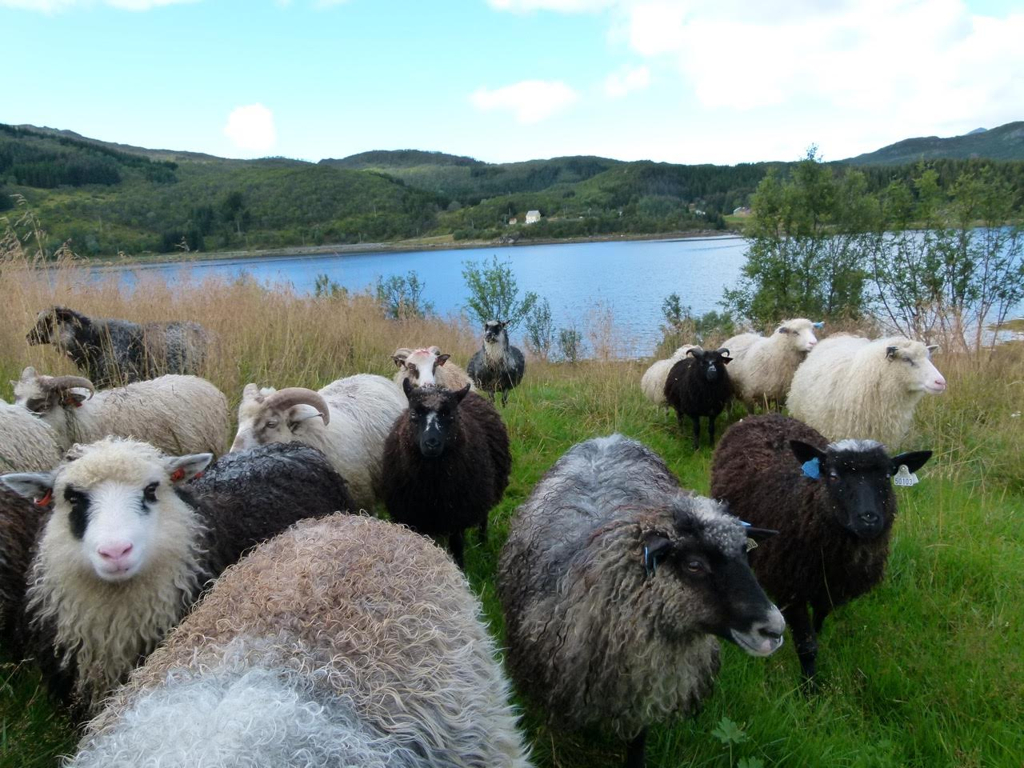 ae2ff3e2bce30be0-villsau3