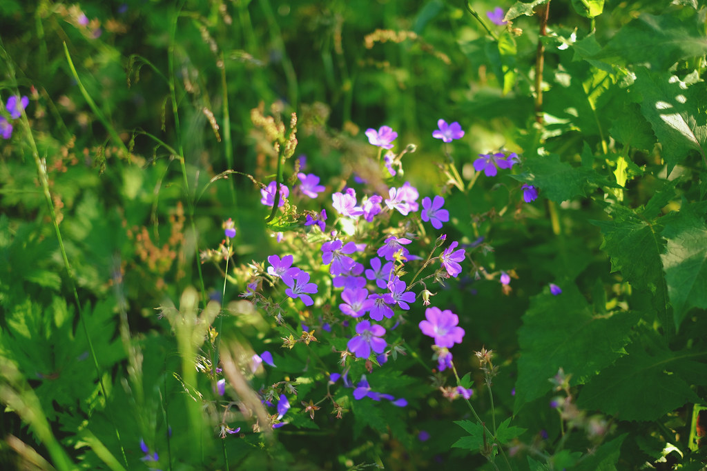 27862619834_931d93fee3_b