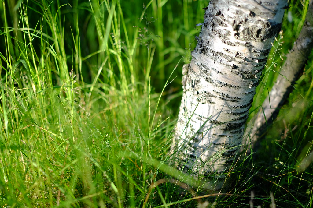 28195990320_cc6111436e_b