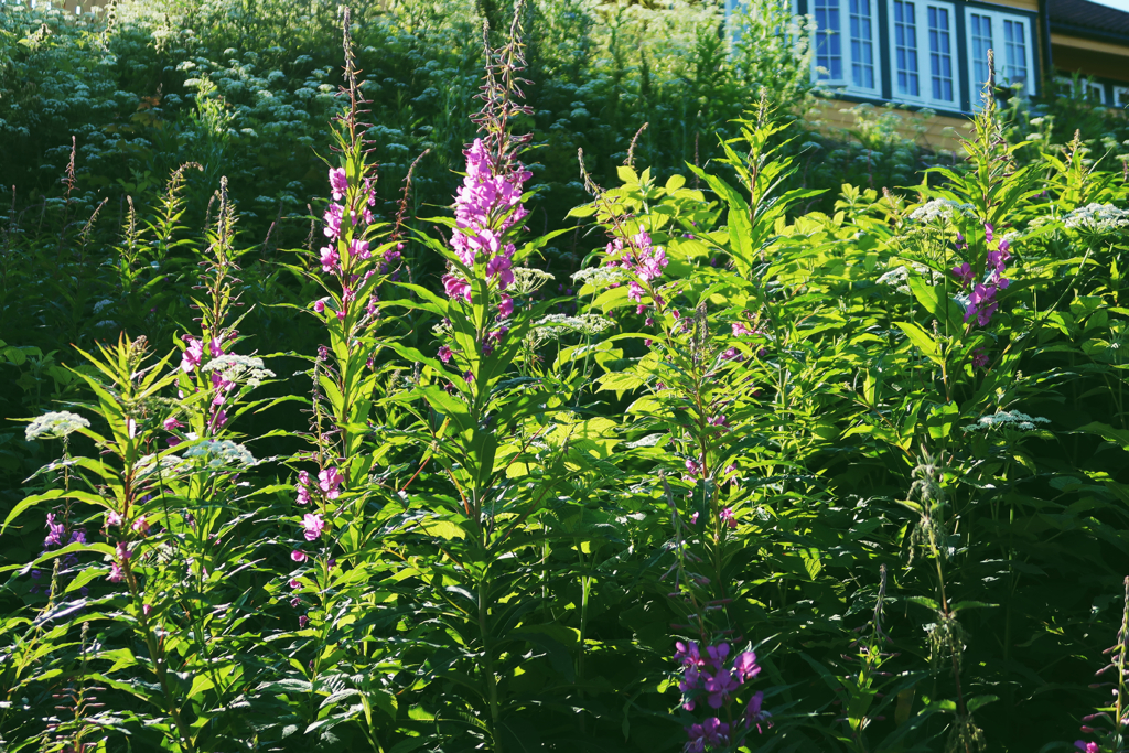 2c1a0298ab82b940-2019-07-200428011