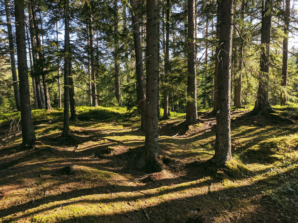 9005cb208ff5138d-2019-07-110837591