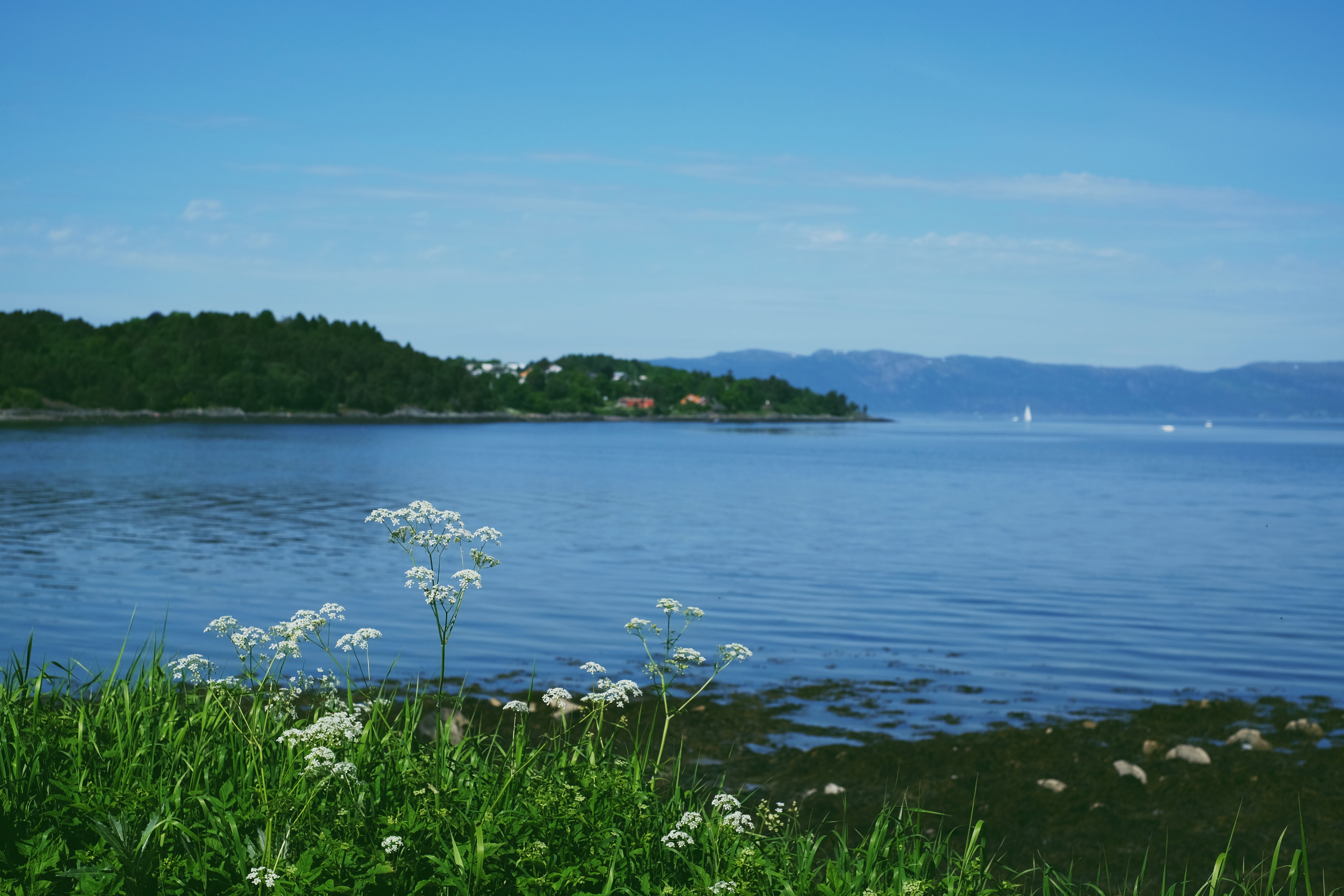 Trondheim fjord in the summer sunshine, with sailboats on the blue water and flowering cow parsley in the foreground