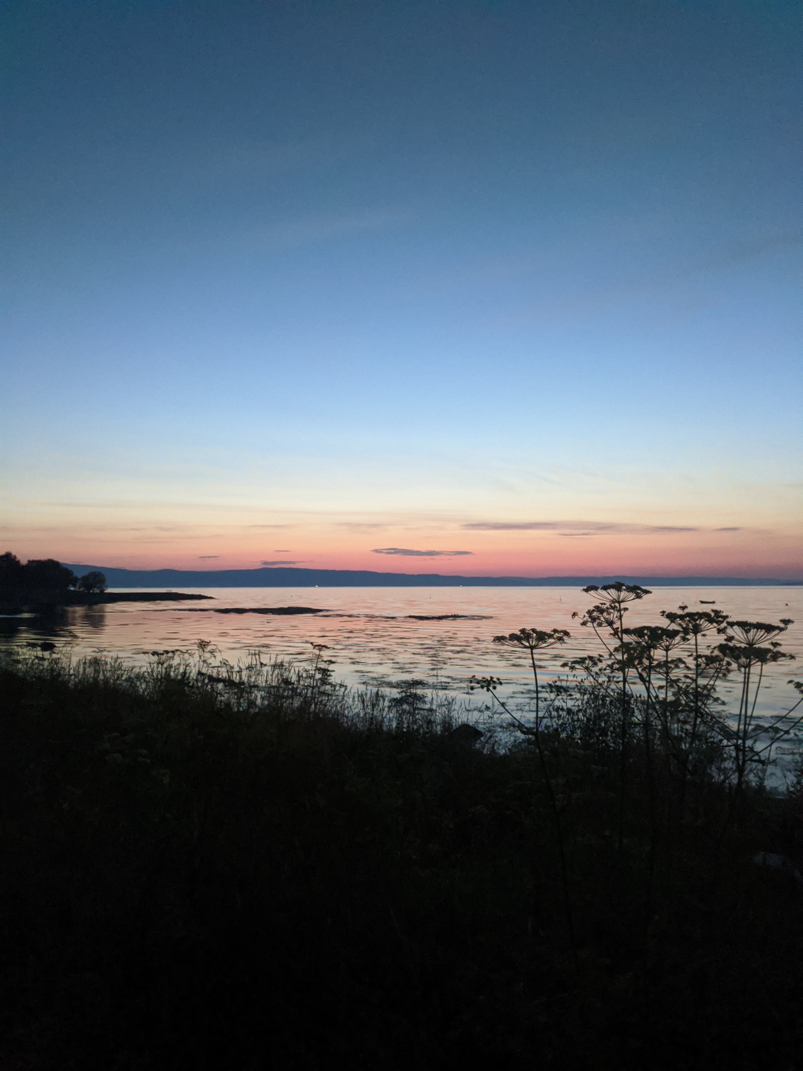 Trondheim fjord at sunset in the summer. A warm rosy glow on the horizon is reflected in the water. Wildflowers appear dark in silhouette in the foreground.