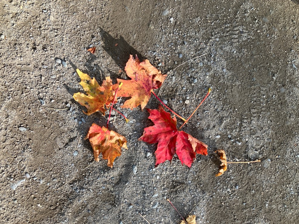 Four maple leaves in orange and red lay on the dirt and gravel. The bright colors are in stark contrast to the grey-brown ground beneath them.