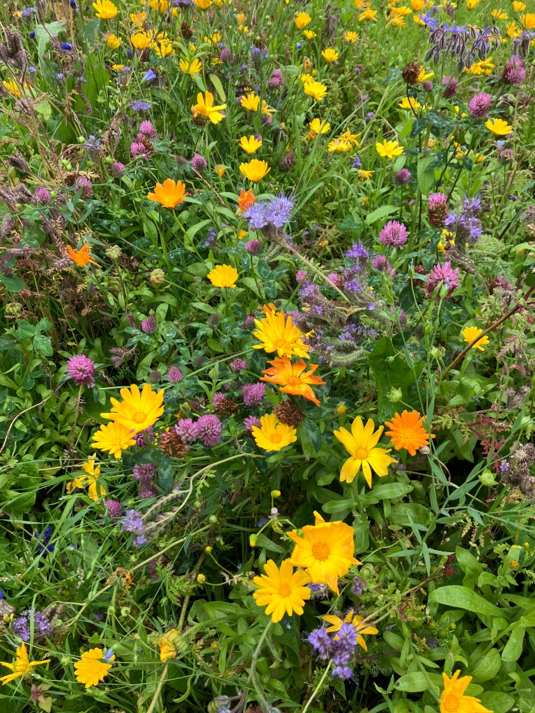 Wildflowers in the grass, in shades of yellow, orange, purple and red.
